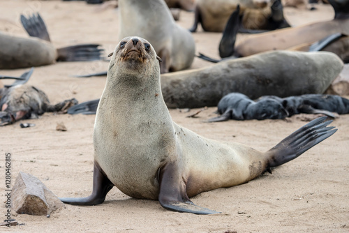 Obraz na płótnie Seal on sand at large colony, Cape Cross, Namibia w salonie