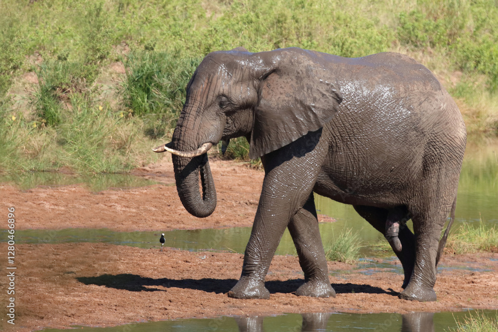 Fototapeta premium Afrikanischer Elefant / African elephant / Loxodonta africana