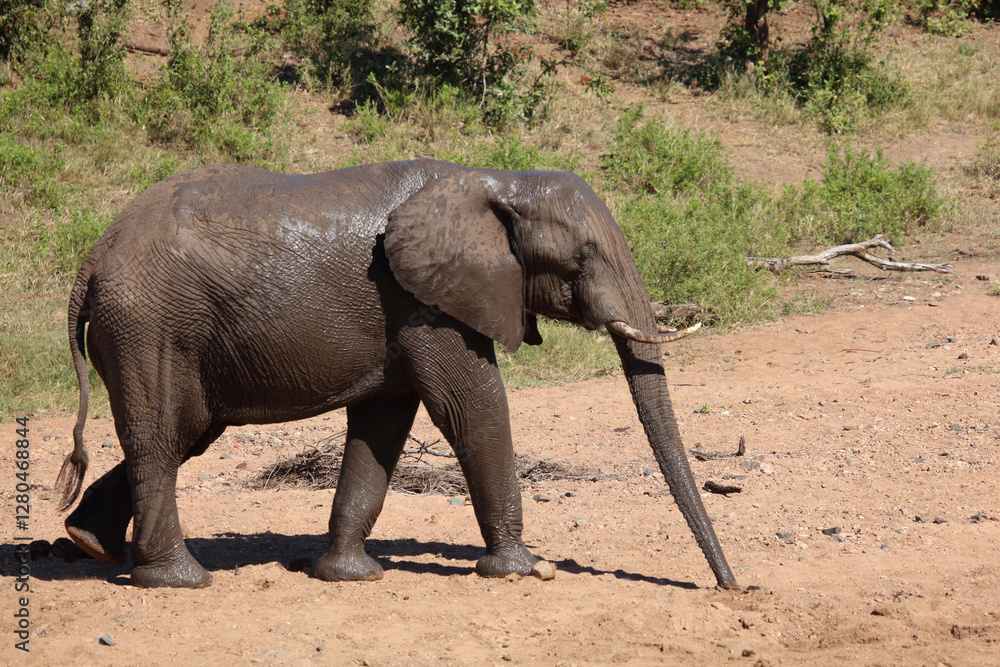 Fototapeta premium Afrikanischer Elefant / African elephant / Loxodonta africana
