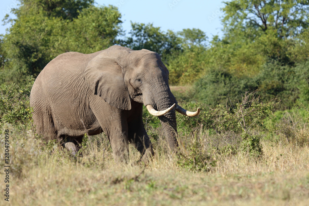Fototapeta premium Afrikanischer Elefant / African elephant / Loxodonta africana
