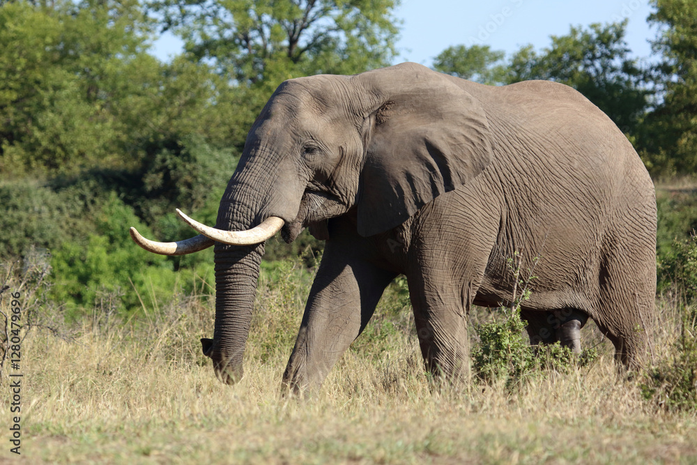 Fototapeta premium Afrikanischer Elefant / African elephant / Loxodonta africana