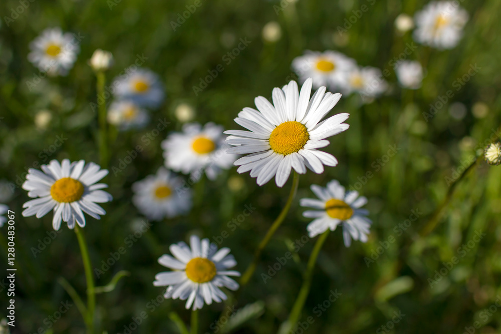 Ox-eye Daisy (Leucanthemum vulgare) in a garden - secret garden Ox-eye Daisy (Leucanthemum vulgare) in a garden - secret garden