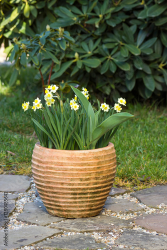 Obraz na płótnie The daffodil, Narcissus pseudonarcissus, yellow narcissus flowers in a clay pot w salonie