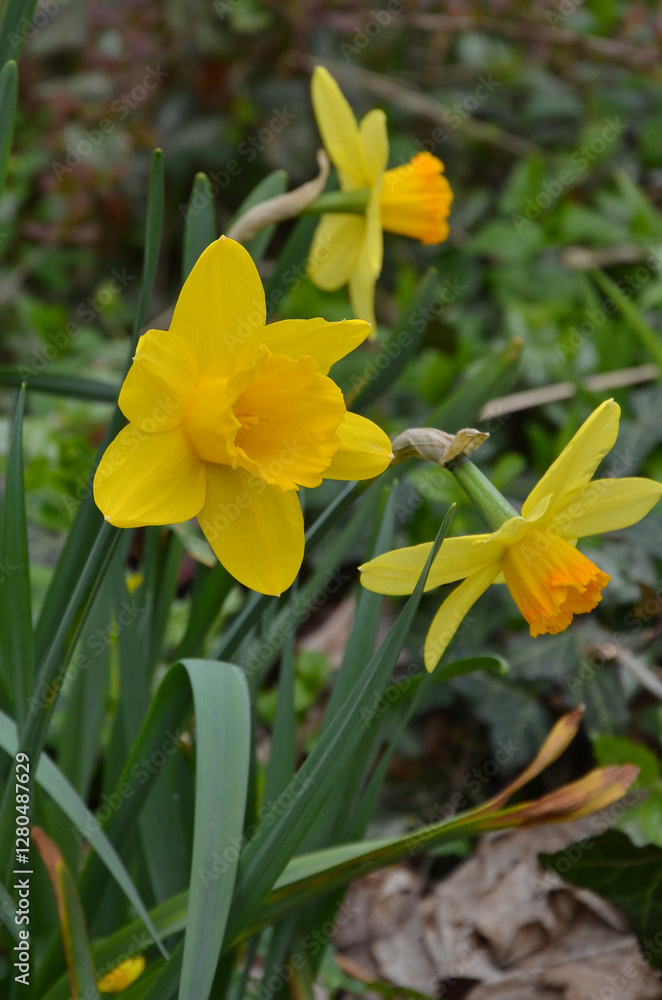 Spring blooming yellow narcissus 'Tête-à-Tête' with large-cupped head. Closeup bright yellow daffodils growing in the garden flowerbed. Planting, growing spring flowers concept. Spring blooming yellow narcissus 'Tête-à-Tête' with large-cupped head. Closeup bright yellow daffodils growing in the garden flowerbed. Planting, growing spring flowers concept.