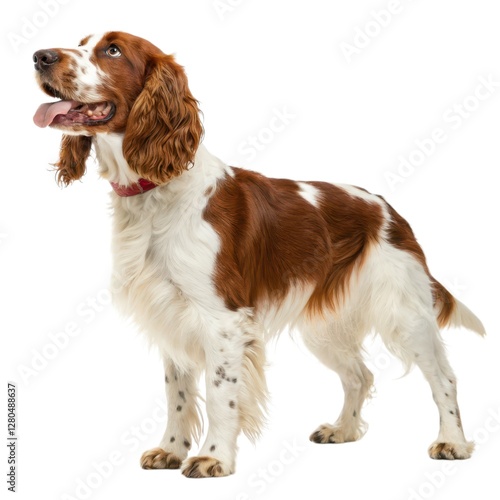 Welsh Springer Spaniel Dog with red collar standing up against a bright background in outdoor setting cute canine portrait photography