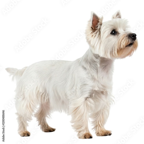Yorkshire Terrier Small white dog standing proudly on a bright white background capturing pure innocence and charm in every detail