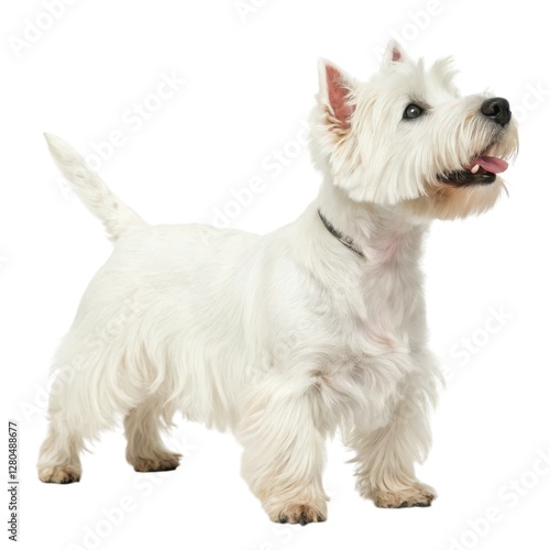 West Highland White Terrier Small white dog standing on white background cute pet portrait adorable canine in studio setting animal photography