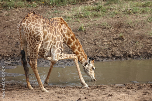 Photography Giraffe / Giraffe / Giraffa camelopardalis