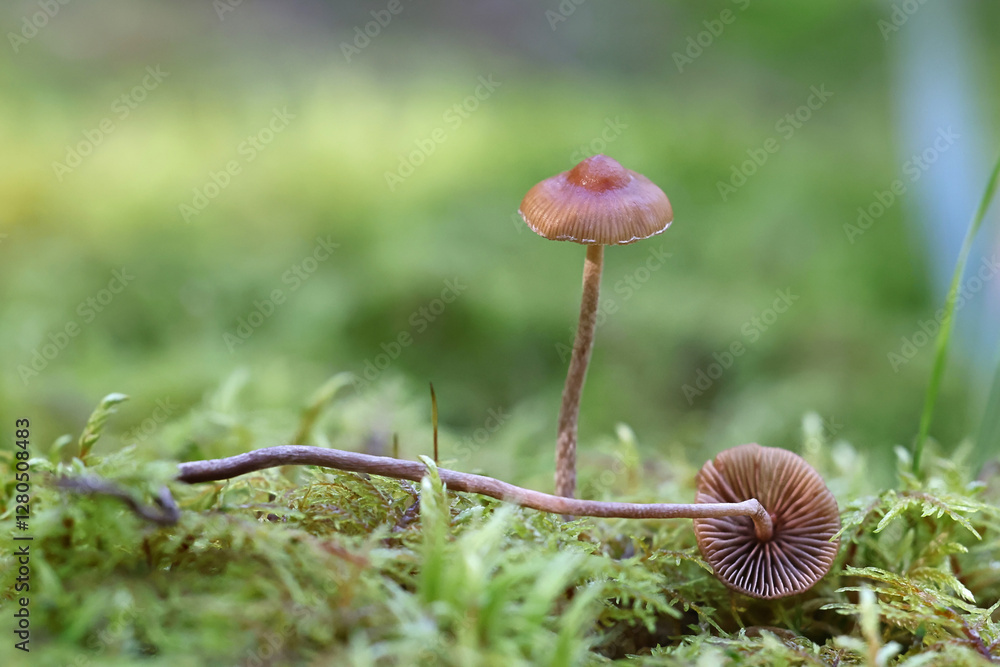 Conocybe velata, also called Pholiotina velata, commonly known as veiled conecap Conocybe velata, also called Pholiotina velata, commonly known as veiled conecap