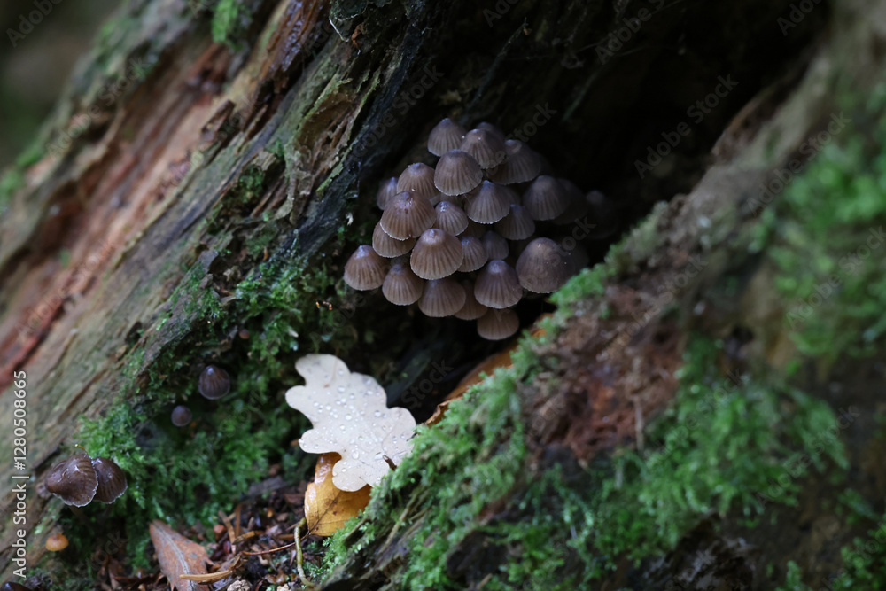 Mycena stipata, known as clustered pine bonnet,.wild mushroom from Finland Mycena stipata, known as clustered pine bonnet,.wild mushroom from Finland
