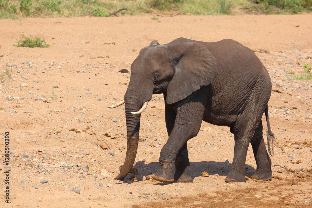 Afrikanischer Elefant / African elephant / Loxodonta africana Afrikanischer Elefant / African elephant / Loxodonta africana