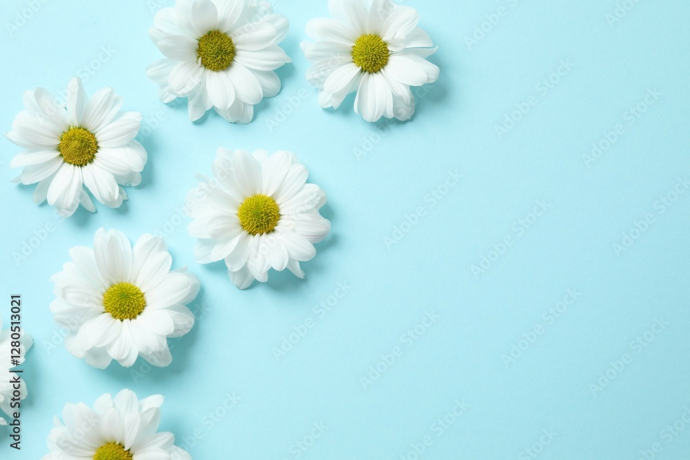 Fototapeta premium Beautiful chamomile on color background