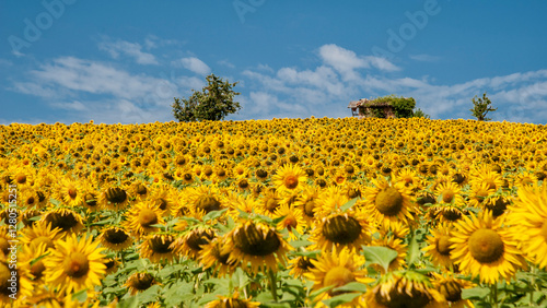 Monferrato, Piemonte, Italia - 19 Luglio 2021:.Girasole in campo di girasoli. La fioritura dei girasoli, fiori di un giallo brillante nella campagna del Piemonte in Italia.. photo