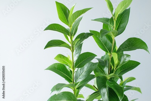 Close-up of vibrant green leaves on tall indoor plants against a light background