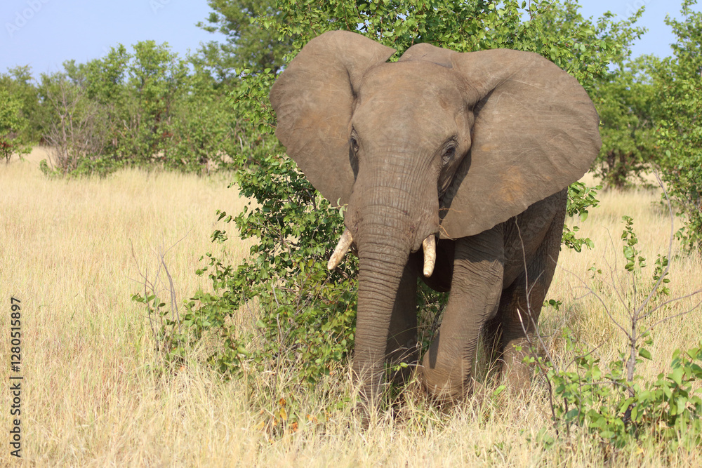 Fototapeta premium Afrikanischer Elefant / African elephant / Loxodonta africana
