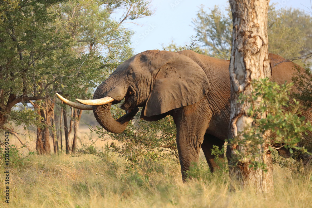 Fototapeta premium Afrikanischer Elefant / African elephant / Loxodonta africana..