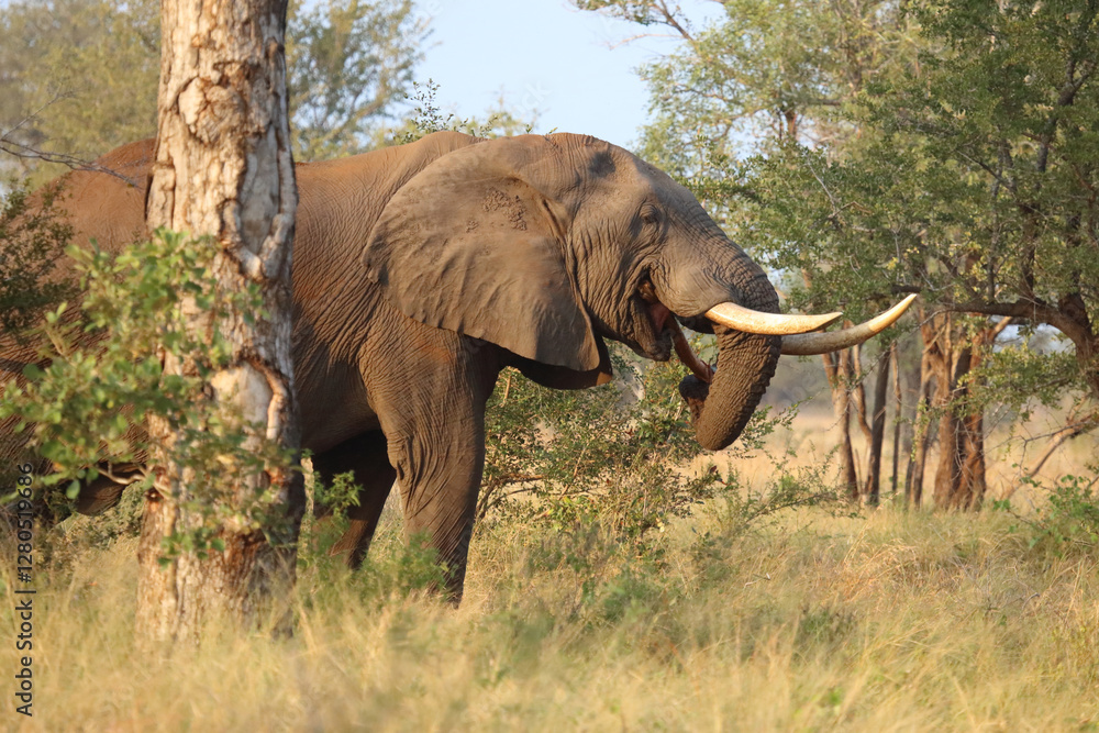 Fototapeta premium Afrikanischer Elefant / African elephant / Loxodonta africana..