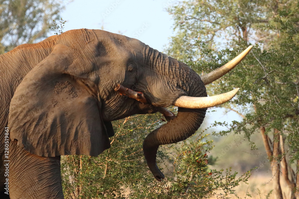 Fototapeta premium Afrikanischer Elefant / African elephant / Loxodonta africana..