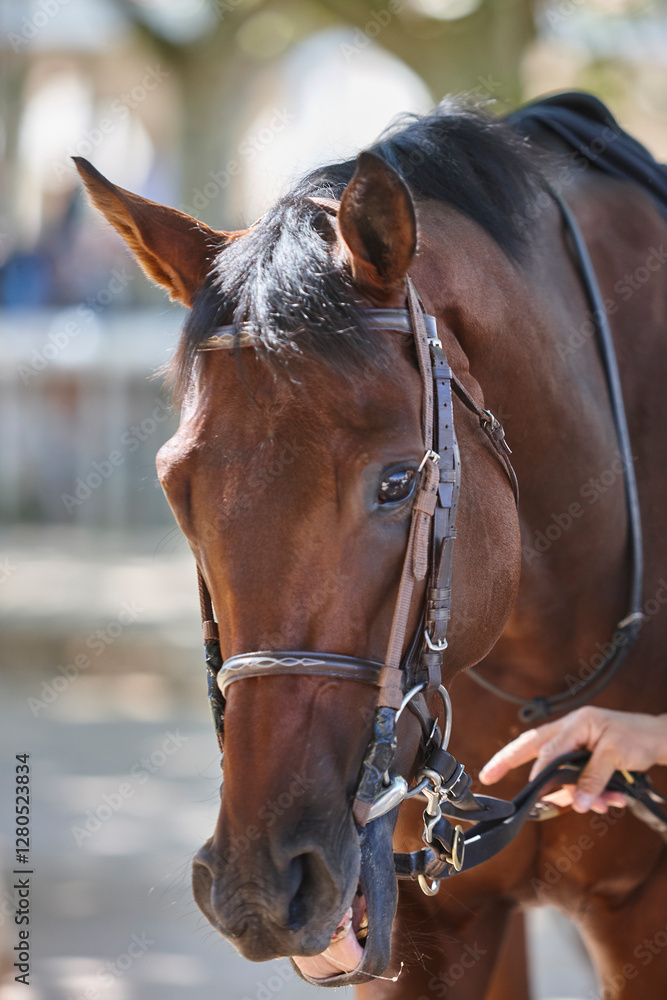 Race horse head detail. Purebred in the hippodrome. Turf