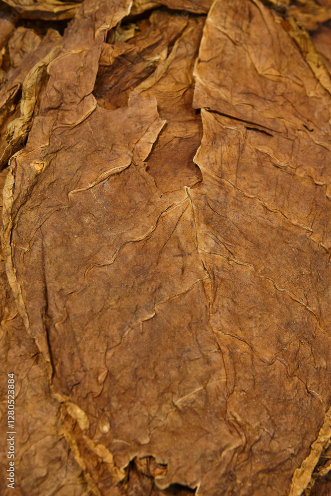 Tobacco leaves detail. Organic agriculture industry. Natural product. Manufacture