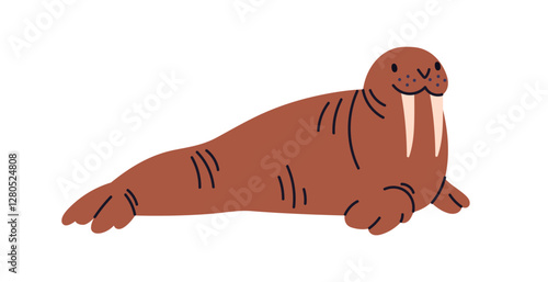 Cute walrus lying. Happy arctic antarctic animal relaxing. Adorable marine mammal with fangs, tusks and flippers, fins. Polar fauna character. Flat vector illustration isolated on white background