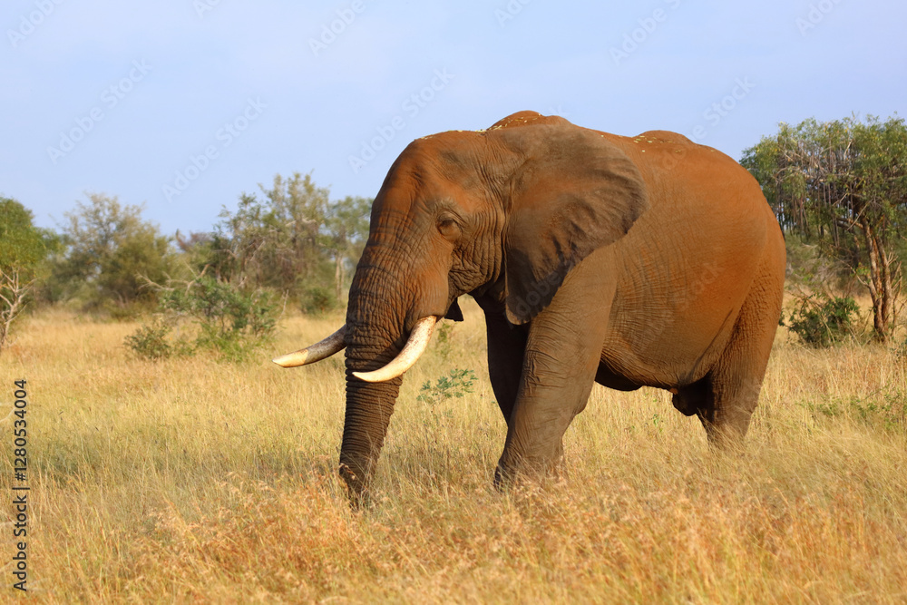 Obraz premium Afrikanischer Elefant / African elephant / Loxodonta africana..