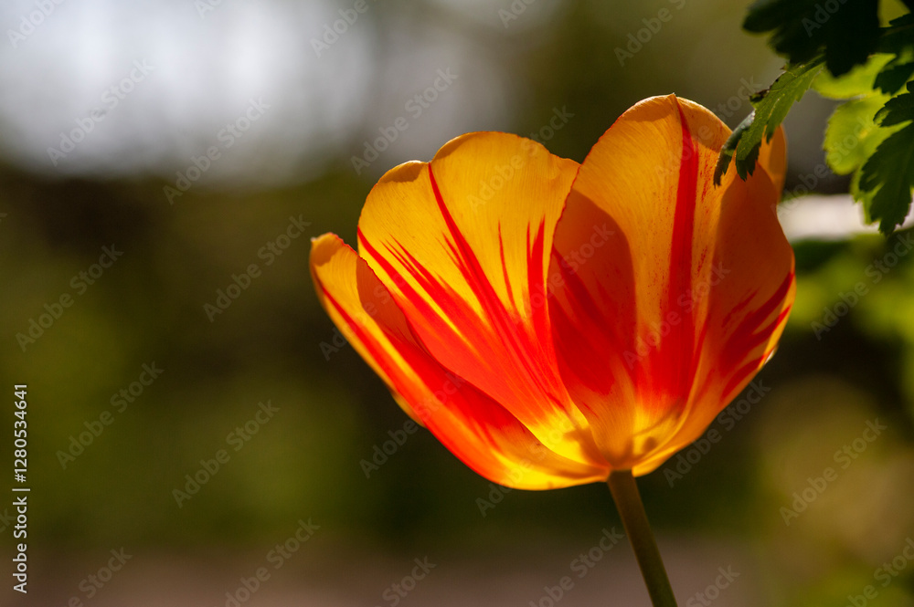 Primo piano di Tulipani fioriti. Natura in primavera, estate. Campo fiorito. Primo piano di Tulipani fioriti. Natura in primavera, estate. Campo fiorito.
