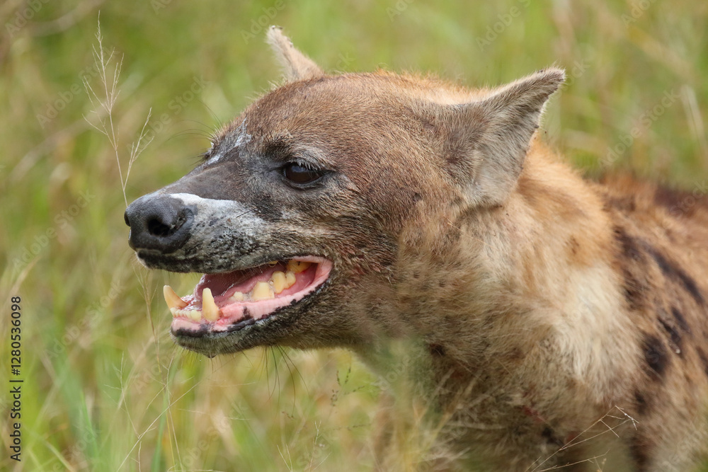 Tüpfelhyäne / Spotted hyaena / Crocuta crocuta.. Tüpfelhyäne / Spotted hyaena / Crocuta crocuta..