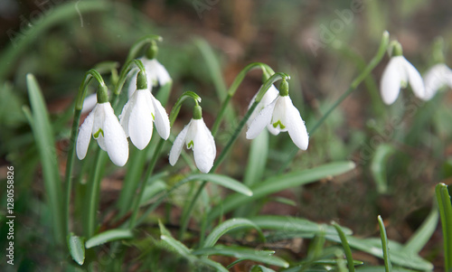 Spring snowdrop close-up. Galanthus nivalis flowers