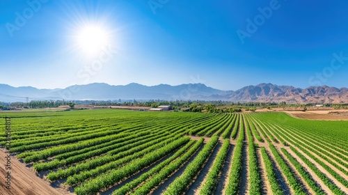 Wallpaper Mural Aerial view of a vast farm with a drip irrigation system, precisely delivering water to rows of crops in a dry, arid landscape. Torontodigital.ca