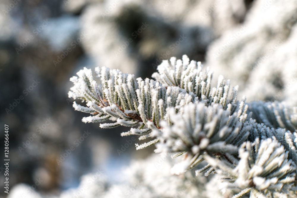 Frost on branches, tree needles, winter accents.