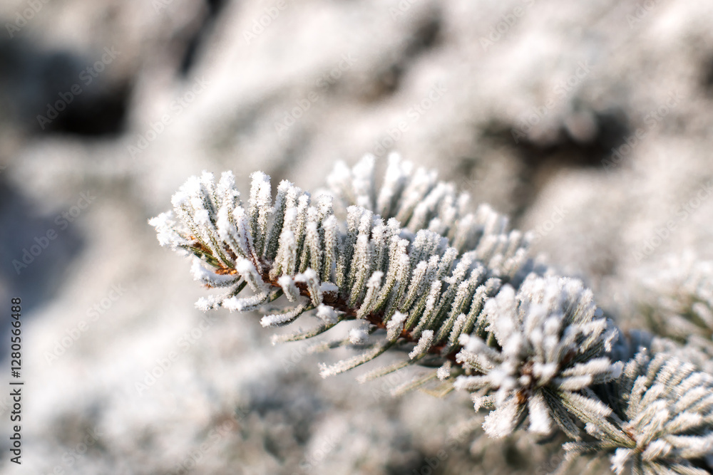 Frost on branches, tree needles, winter accents.