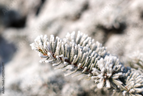 Obraz na płótnie Frost on branches, tree needles, winter accents.
w salonie