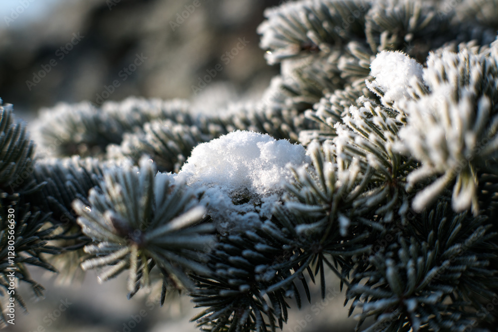 Frost on branches, tree needles, winter accents.
