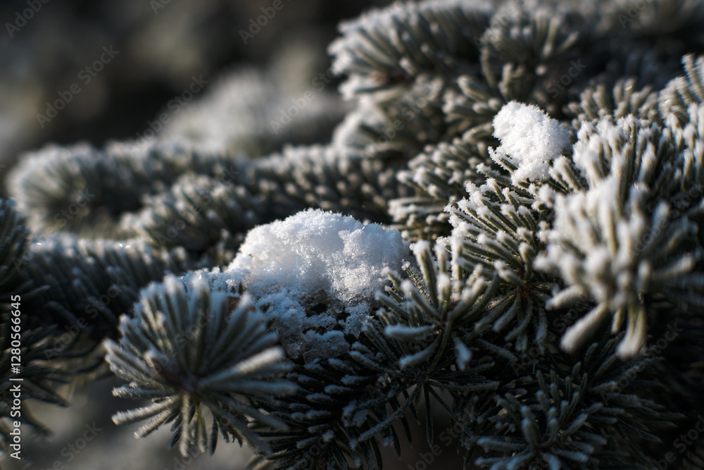 Frost on branches, tree needles, winter accents.