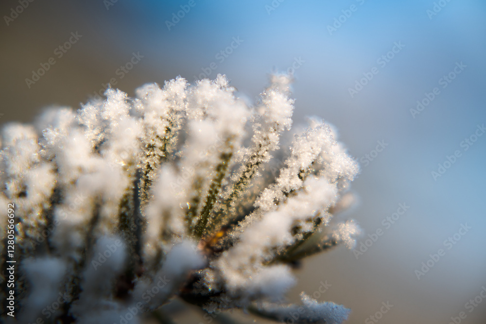 Frost on branches, tree needles, winter accents.