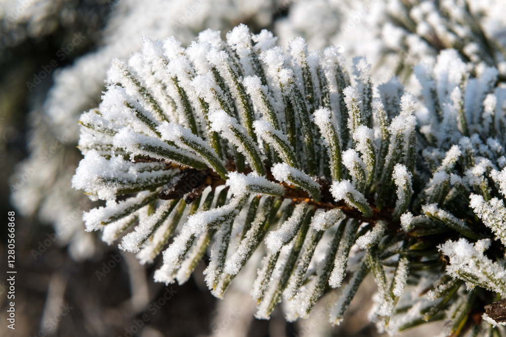 Frost on branches, tree needles, winter accents.