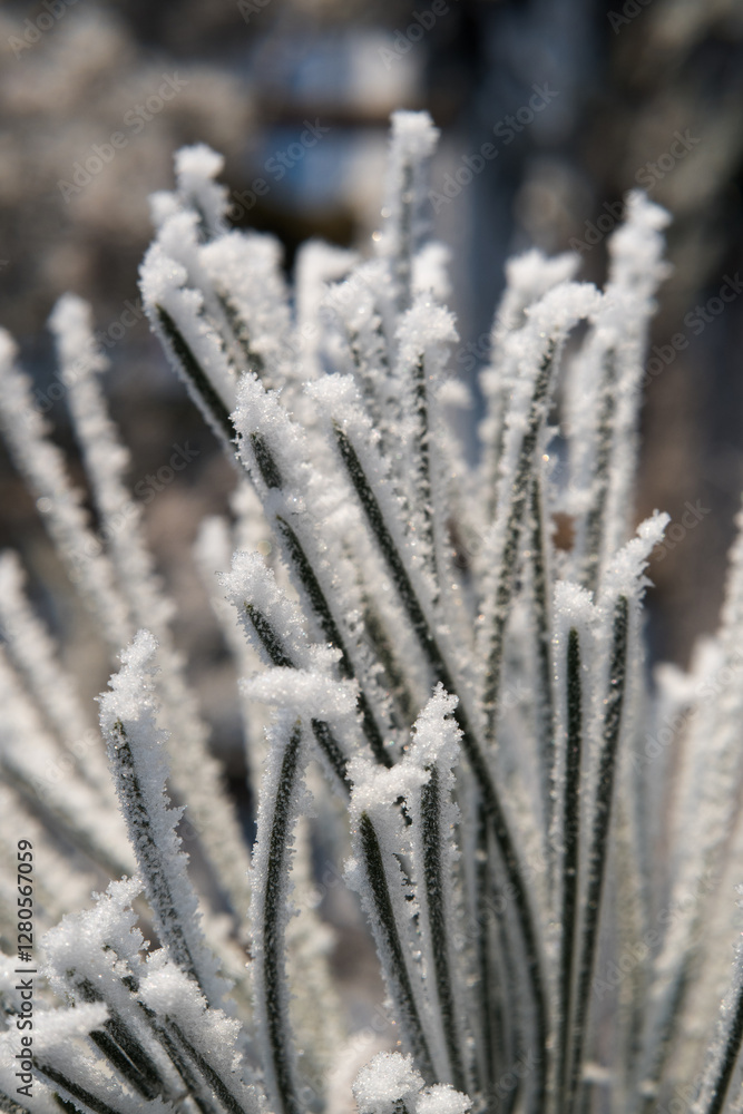 Frost on branches, tree needles, winter accents.
