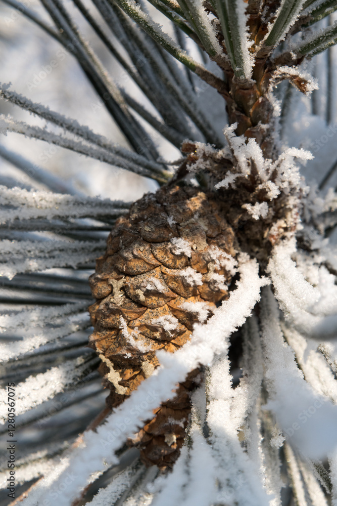 Frost on branches, tree needles, winter accents.