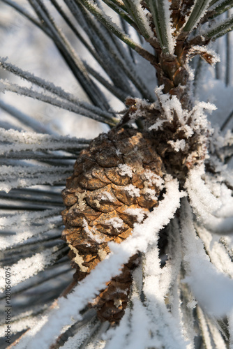 Obraz na płótnie Frost on branches, tree needles, winter accents.
w salonie