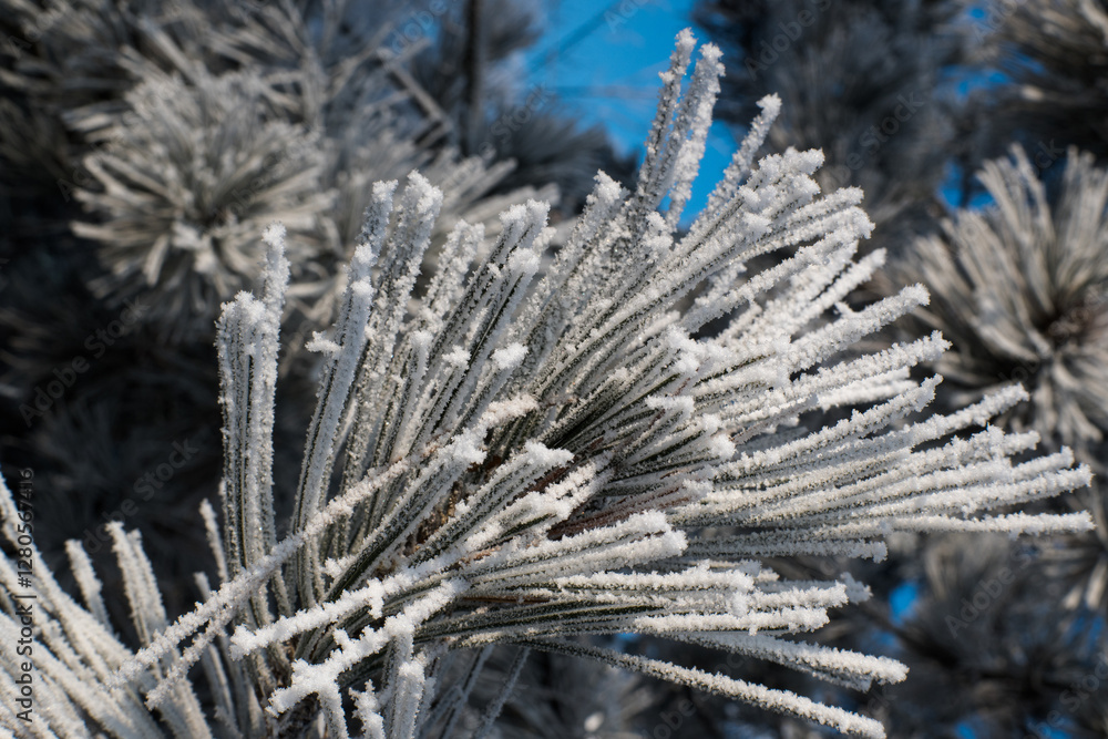 Frost on branches, tree needles, winter accents.