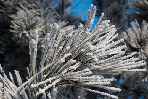 Frost on branches, tree needles, winter accents.
