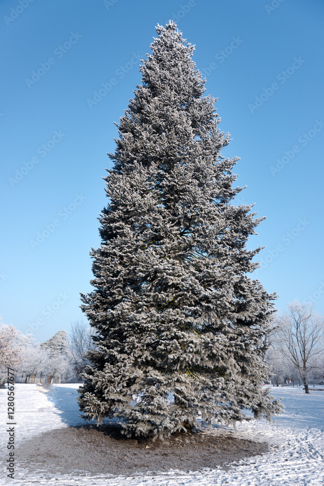 Christmas tree, a large tree specimen. Winter scenery like from a fairy tale.