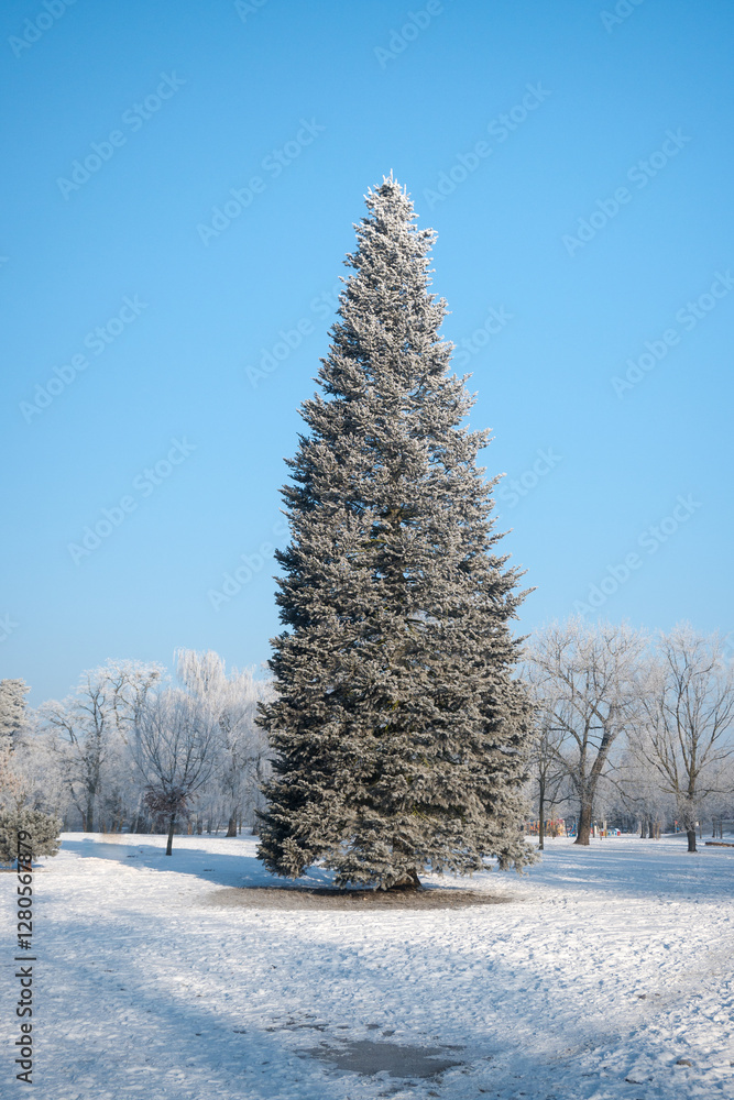 Christmas tree, a large tree specimen. Winter scenery like from a fairy tale.