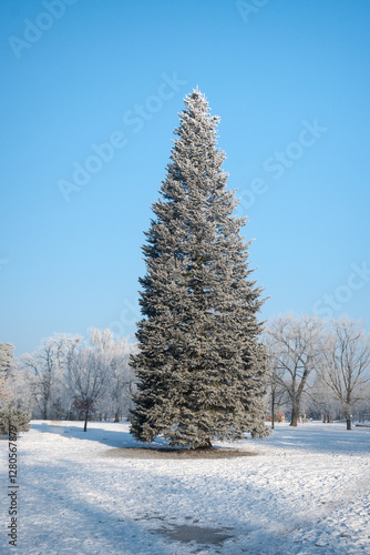 Obraz na płótnie Christmas tree, a large tree specimen. Winter scenery like from a fairy tale.
w salonie