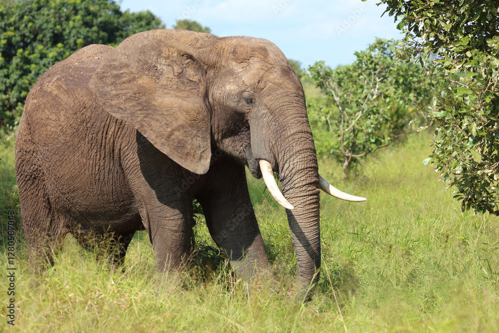 Obraz premium Afrikanischer Elefant / African elephant / Loxodonta africana