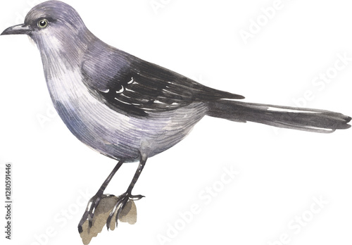 Northern Mockingbird. 
Watercolor hand drawing painted illustration.