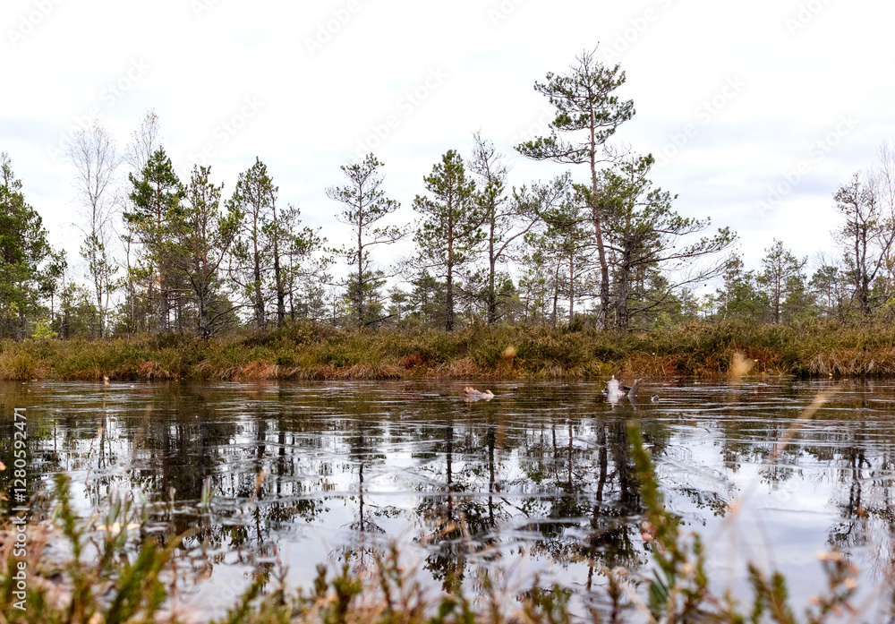 a bog lake with reflections reflecting trees and a bog landscape in the background.
a bog lake with reflections reflecting trees and a bog landscape in the background.