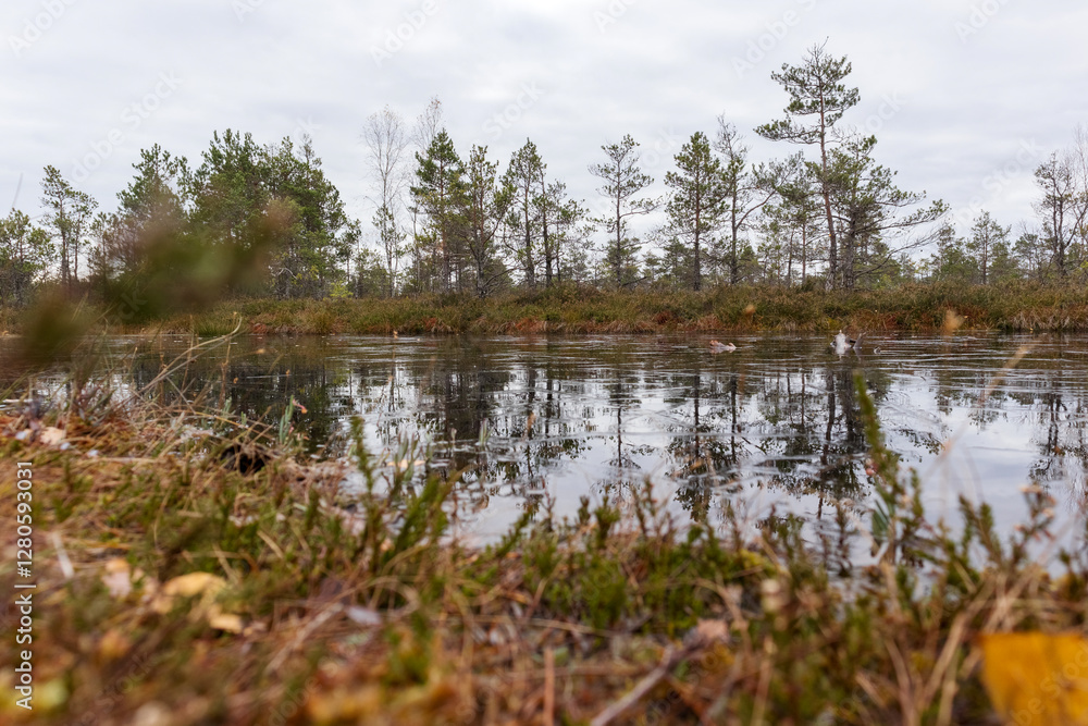 marsh lake with reflections and grass in foreground.
marsh lake with reflections and grass in foreground.