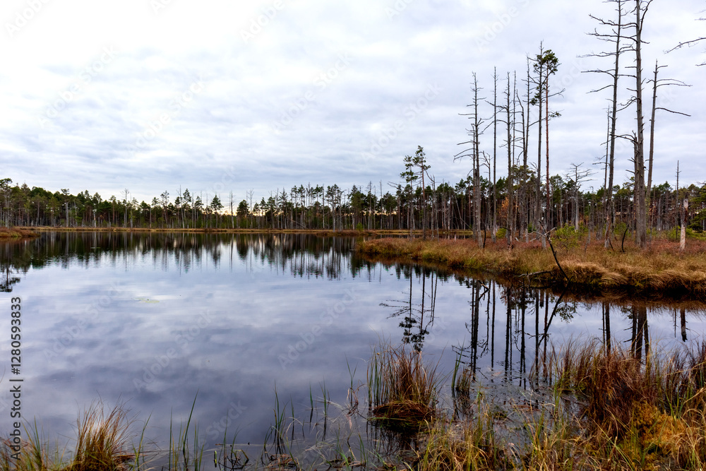 Fototapeta premium a swamp lake with reflections surrounded by bare trees and low vegetation.